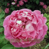 Роза ремонтантный гибрид Поль Нейрон (Paul Neyron (Paul Neron)) C12,5