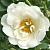 Роза альба Суавеленс (Alba Suaveolens (Suaveolens, R. alba suaveolens)) С30