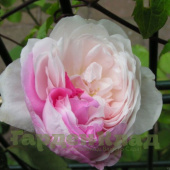 Роза моховая Шайлерс Уайт Мосс (Shailer's White Moss (Double white Moss-Provins Rose, Mousseuse à fleurs blanches, Mousseuse Blanche)) С30
