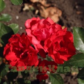 Роза плетистая (рамблер) Супер Элфин (Super Elfin (HELkleger, Strombergzauber)) C30