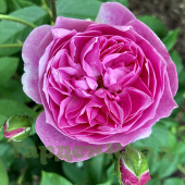 Роза английская Харлоу Карр (Harlow Carr (AUShouse)) C30