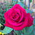 Роза чайно-гибридная Гранд Аморе (Grande Amore (KORcoluma, My Valentine, Walter Sisulu)) C30