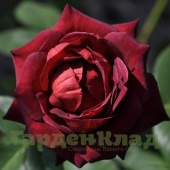 Роза плетистая крупноцветковая (клаймбер) Чоколэйт Санда (Chocolate Sundae (Meikanebier)) C30