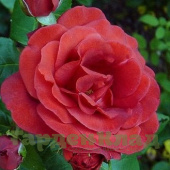 Роза чайно-гибридная Терракота (Terracotta, SIMchoca) C30