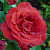 Роза чайно-гибридная Терракота (Terracotta, SIMchoca) C30
