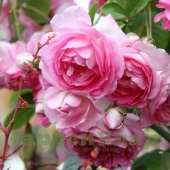 Роза плетистая крупноцветковая (клаймбер) Ясмина (Jasmina (KORcentex)) C30