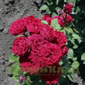 Роза флорибунда Таманго (Tamango (MEIdanu)) C30