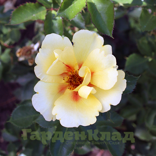 Роза плетистая малая персидский гибрид Айконик (Eyeconic (MEIpouzmoi, Grimpant Eyeconic, Gpt Eyeconic))5