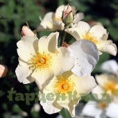 Роза английская Кью Гарденс (Kew Gardens (AUSfence) C12,5