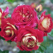 Роза флорибунда Ди Зеенсверсте (Die Sehenswerte) C12,5
