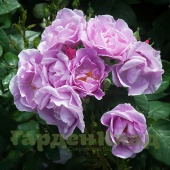 Роза флорибунда Лаки (Lucky (FRYlucy) C12,5