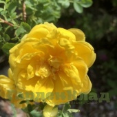Роза гибрид Foetida Персиан Йеллоу (Persian Yellow (Foetida Persiana, Jaune ancien (lutea), Jaune de Perse))