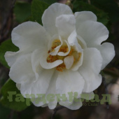 Роза альба Семи-Плена (Белая роза Йорков, Alba Semi-Plena (Bonnie Prince Charlie's Rose, La Rose de York, La Rose d'York)) С30