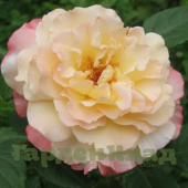 Роза чайно-гибридная Акварель (Aquarell (Perfect Harmony, St. Margaret's Gold, TAN03997)) C30