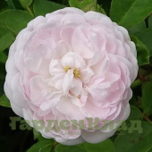 Роза альба Помпон Блан Парфэ (Pompon Blanc Parfait) С30