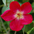 Роза китайская Сангвинея (Sanguinea (Bengal Beauty, Bengal Crimson, "Rookwood China", Rosa indica Thory, Rosa semperflorens simplex Andr)) С30
