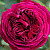 Роза английская Фальстафф (Falstaff (AUSverse)) С30