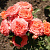 Роза спрей Алегрия (Alegria (Ruiortro)) C30