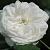 Роза нуазетовая Мадам Плантье (Mme Plantier (The Bride's Rose, Madame Plantier)) С30