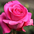 Роза чайно-гибридная Фана (Fana), Р-294