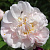 Роза моховая Комтес де Мурине (Comtesse de Murinais) С30 