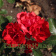 Роза плетистая (рамблер) Супер Элфин (Super Elfin (HELkleger, Strombergzauber))1