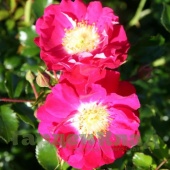 Роза центифольная/столистная Центифолия Парвифолия (Centifolia Parvifolia)