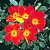 Роза фетида Биколор (Foetida Bicolor (Austrian Copper, Bicolor atropurpurea, Capucine, Capucine Bicolore, Capucine Briar, Capucine Rouge)) С30