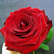 Роза чайно-гибридная Ред Наоми (Red Naomi) C30