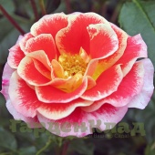 Роза флорибунда Эйр Браш (Airbrush (Air Brush, KORgetcali)) C30