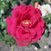 Роза плетистая крупноцветковая (клаймбер) Симпатия (Symphatie) C12,5