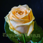 Роза чайно-гибридная Аваланж Пич (Avalanche Peach) C30