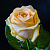 Роза чайно-гибридная Аваланж Пич (Avalanche Peach) C30
