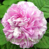 Роза Центифолия (Centifolia (Cabbage Provence, Cabbage Rose, Common Centifolia, Common Provence, Gul-i sad-warg, Hundred-Petalled Rose)) С30