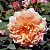 Роза английская Грейс (Grace (AUSkeppy)) C30