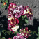 Роза флорибунда Фокус Покус (Hocus Pocus (KORpocus, Hocus Pocus Kordana)3
