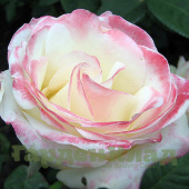 Роза чайно-гибридная Белль Перл (Belle Perle) C30