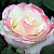Роза чайно-гибридная Белль Перл (Belle Perle) C30
