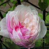 Роза моховая Шайлер Вайт Мосс (Shailer's White Moss (Double white Moss-Provins Rose, Mousseuse à fleurs blanches, Mousseuse Blanche))
