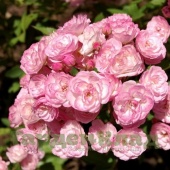 Роза мускусный гибрид Хивенли Пинк (Heavenly Pink) C30