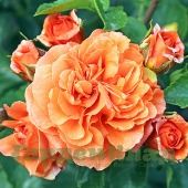 Роза флорибунда Оранжери (Orangerie) C12,5