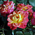 Роза миниатюрная Мандарин (Mandarin (KORcelin)) C30