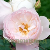 Роза английская Дездемона (Desdemona (Auskindling)) C12,5
