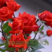 Роза плетистая крупноцветковая (клаймбер) Салита (Salita (KORmorlet)) C30