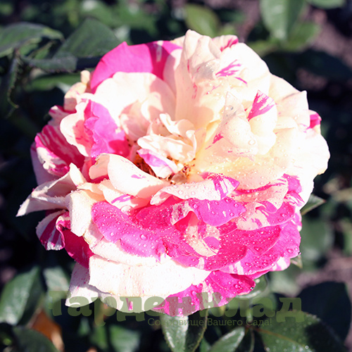Роза плетистая крупноцветковая (клаймбер) Ваниль Фрейз (Vanille Fraise (LAPvanil))5