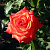 Роза кенийская Санаа (Sanaa) C30