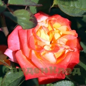 Роза чайно-гибридная Генриен де Шапоне (Henryane de Chaponay, Ora 351) C30