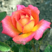 Роза чайно-гибридная Парфюм Де Грасс (Parfum de Grasse (ADAvorjap)) C30