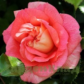 Роза флорибунда Зоммерзонне (Sommersonne (KORfogri)) C30