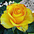 Роза чайно-гибридная Керио (Kerio, Lexoirek) C30